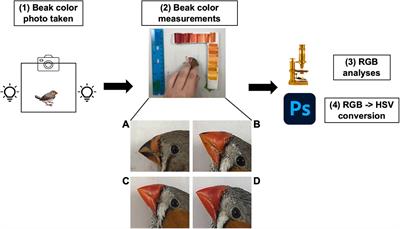 Suboptimal Embryonic Incubation Temperature Has Long-Term, Sex-Specific Consequences on Beak Coloration and the Behavioral Stress Response in Zebra Finches